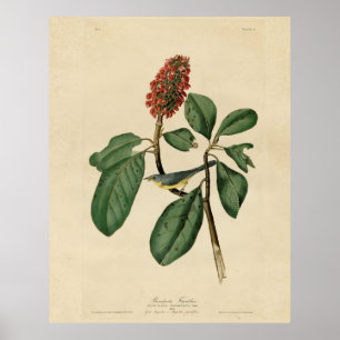 Bonaparte's Flycatcher, Audubon's Birds of America Poster