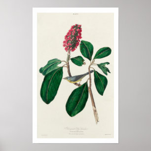 Bonaparte's Flycatcher by Audubon Poster