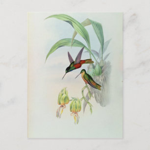 Bonaparte's Star Fronted Hummingbird (gekleurd) Briefkaart