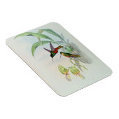 Bonaparte's Star Fronted Hummingbird (gekleurd) Magneet (Rechterzijde)