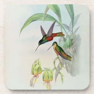 Bonaparte's Star Fronted Hummingbird (gekleurd) Onderzetter