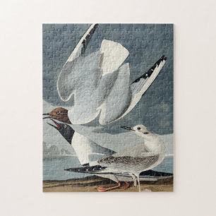 Bonapartiaanse meeuw uit Birds of America Legpuzzel