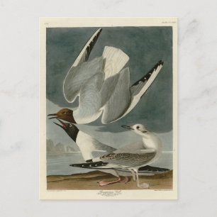 Bonapartian Gull uit Audubon's Birds of America Briefkaart