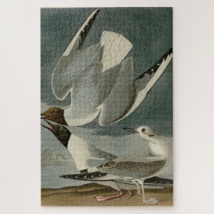 Bonapartian Gull uit Audubon's Birds of America Legpuzzel