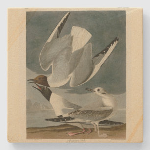Bonapartian Gull uit Audubon's Birds of America Stenen Onderzetter