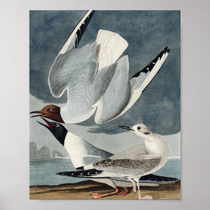 Bonapartian Gull uit de Amerikaanse vogels Poster