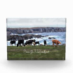 Bonavista Newfoundland Cattle Fotoblokken