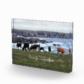 Bonavista Newfoundland Cattle Fotoblokken (Rechts)