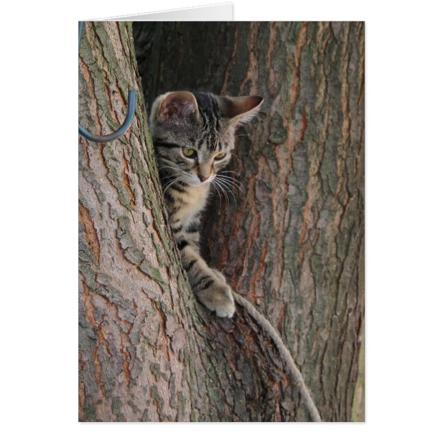 Bonbons Le Chat (Devant)