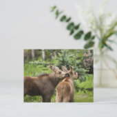 Bonded Moose Calves Briefkaart (Staand voorkant)