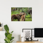 Bonded Moose Calves Poster (Thuiskantoor)