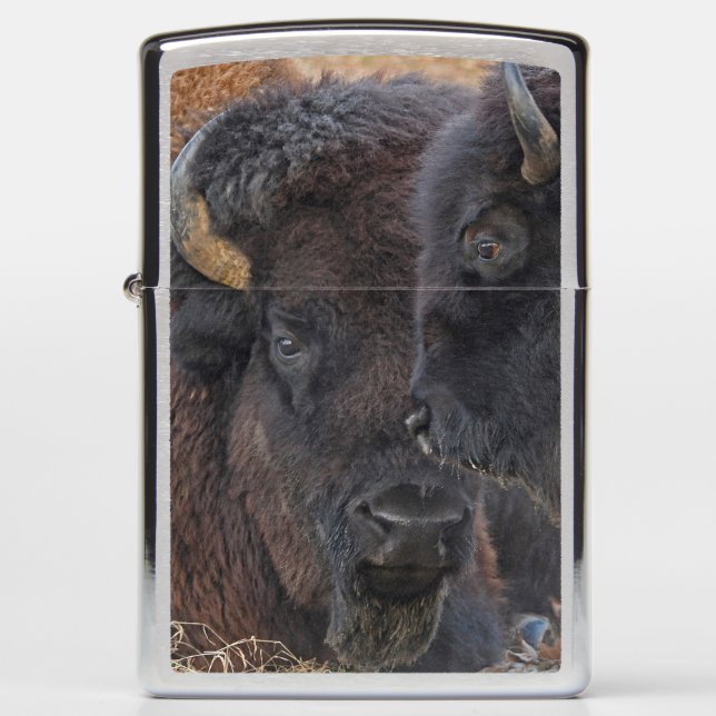 Bonded Pair American Bison (Voorkant)