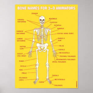 Bone Names for 3-D Animators Poster