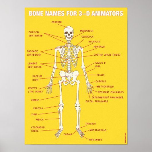 Bone Names for 3-D Animators Poster (Voorkant)