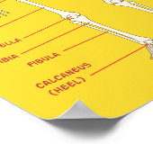 Bone Names for 3-D Animators Poster (Hoek)