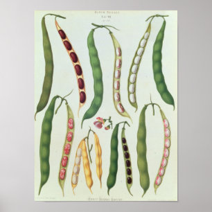 Bonen Poster