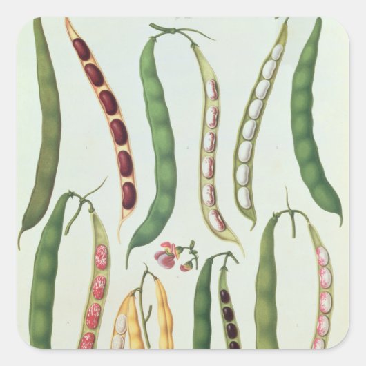 Bonen Vierkante Sticker (Voorkant)