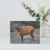 Bongo (Antelope) Briefkaart (Staand voorkant)