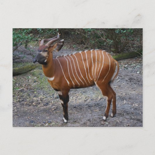 Bongo (Antelope) Briefkaart (Voorkant)