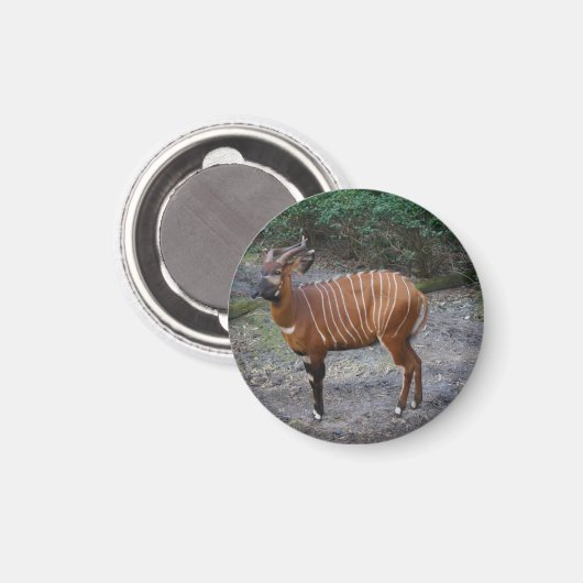 Bongo (Antelope) Magnet Magneet (Voorkant / Achterkant)