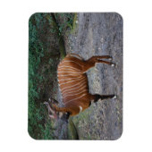 Bongo (Antelope) Magnet Magneet (Verticaal)