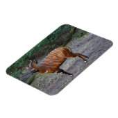Bongo (Antelope) Magnet Magneet (Linkerzijde)