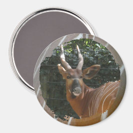 Bongo Antelope & Skin Border Magnet Magneet