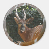 Bongo Antelope & Skin Border Magnet Magneet (Voorkant)