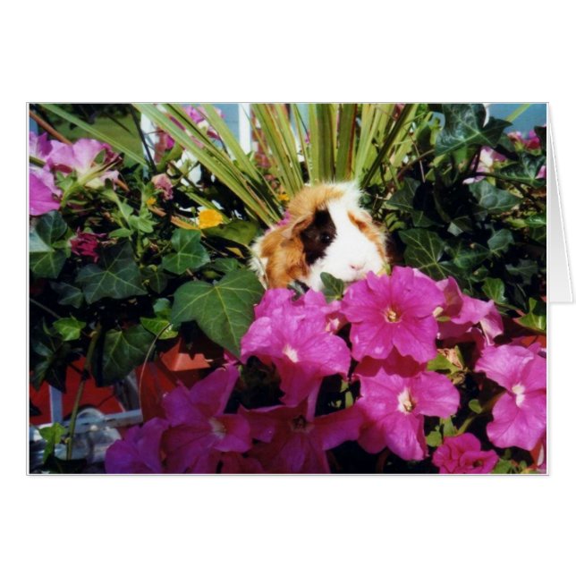 Bonheur (Devant horizontal)