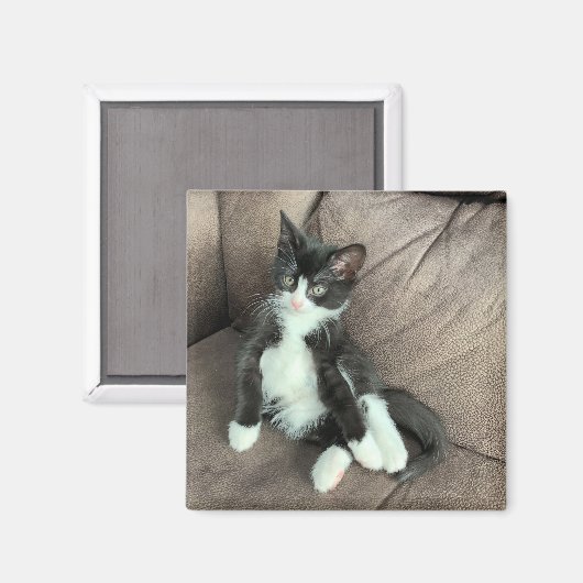 Bonheur Kitten Magnet (Recto/Verso)