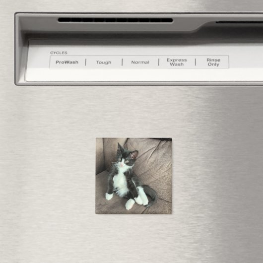 Bonheur Kitten Magnet (In Situ (Lave-vaisselle))