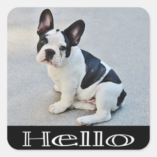 Bonjour Autocollant Chien Chiots Bouledogue França