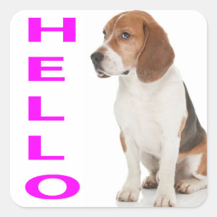 Bonjour Autocollants de bienvenue pour chiots Beag