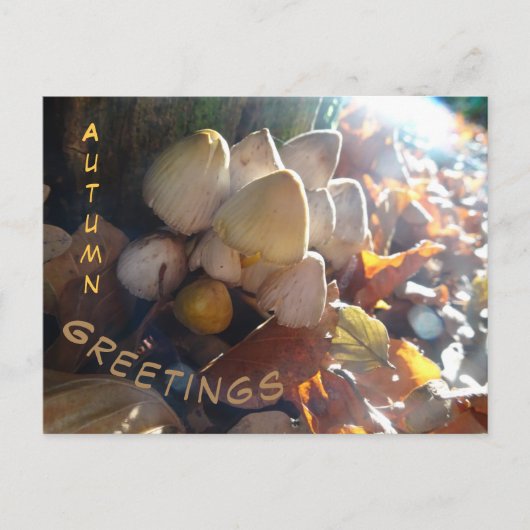 Bonjour Automne Toadstools Sunny Cust. Carte posta (Devant)