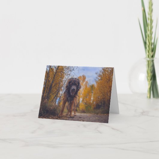 Bonjour ! Carte de correspondance pliée (Devant)