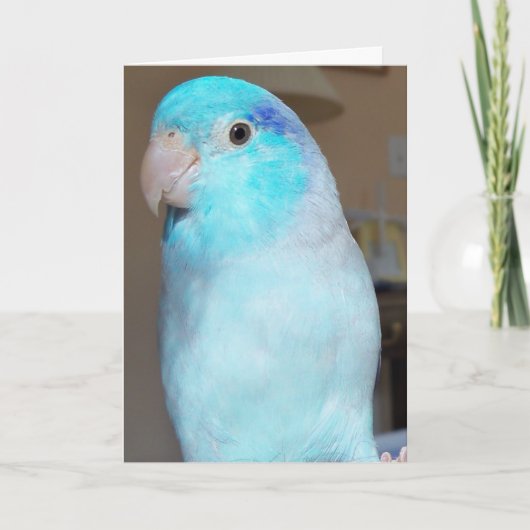 Bonjour ! Carte de voeux pour oiseaux Parrotlet Pa (Devant)