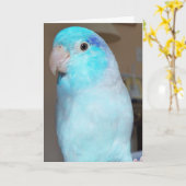 Bonjour ! Carte de voeux pour oiseaux Parrotlet Pa (Fleur jaune)