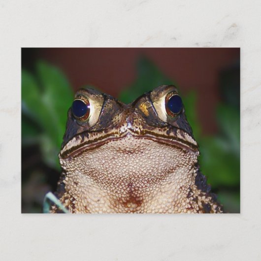 Bonjour ! Carte postale (Devant)