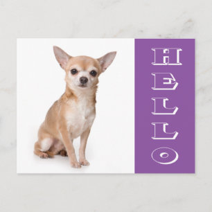 Bonjour Carte Postale de Chien Chihuahua Chiot