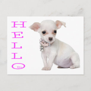 Bonjour Carte Postale de Chien Chihuahua Chiot