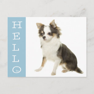 Bonjour Carte Postale de Chien Chihuahua Chiot