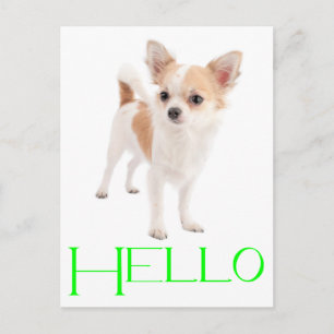 Bonjour carte postale de chiot Chihuahua
