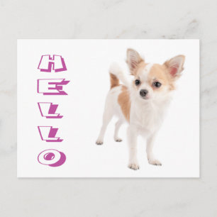 Bonjour Carte Postale de Chiot Chihuahua aux Cheve