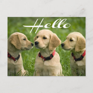 Bonjour Carte Postale de Chiot Golden Retriever