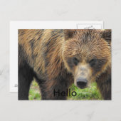 Bonjour carte postale de l'ours (Devant / Derrière)