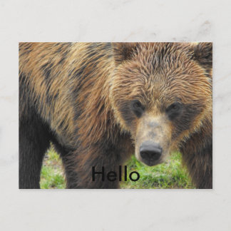 Bonjour carte postale de l'ours