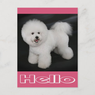 Bonjour Carte Postale Vierge de Chien Bichon Frise