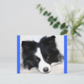 Bonjour chiot Border Collie Carte Postale (Debout devant)
