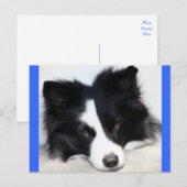 Bonjour chiot Border Collie Carte Postale (Devant / Derrière)