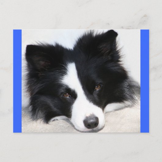 Bonjour chiot Border Collie Carte Postale (Devant)